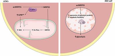 SIRT1 in the Development and Treatment of Hepatocellular Carcinoma